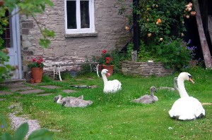 Photo of the chickens