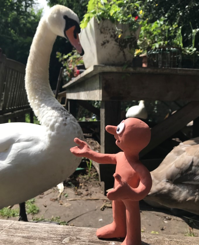 Photo of Swan and Morph