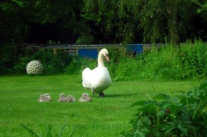 Photo of the swans